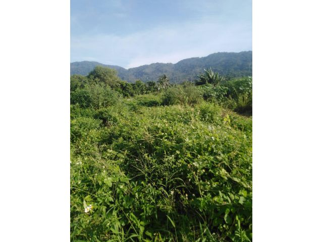 ขายที่ดิน10-0-96ตรว โคกโหนด