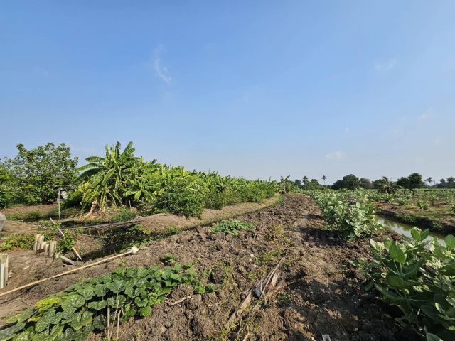 AS056 ขายที่ดิน ขนาดที่ดิน 21-0-70 ไร่ ด้านหลังติดคลอง ด้านหน้าติดถนนสวนหลวง สมุทรสาคร