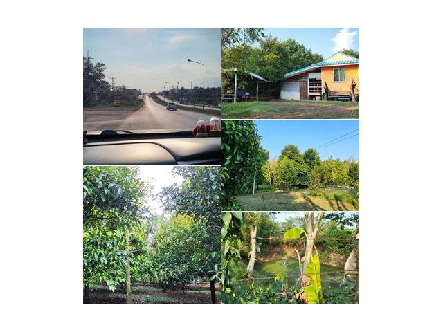 **ขายสวนทุเรีย+มังคุด + พร้อมบ้าน โฉนดเกือบ 5 ไร่ ขาย 5 ล้านน่าซ์้อ**