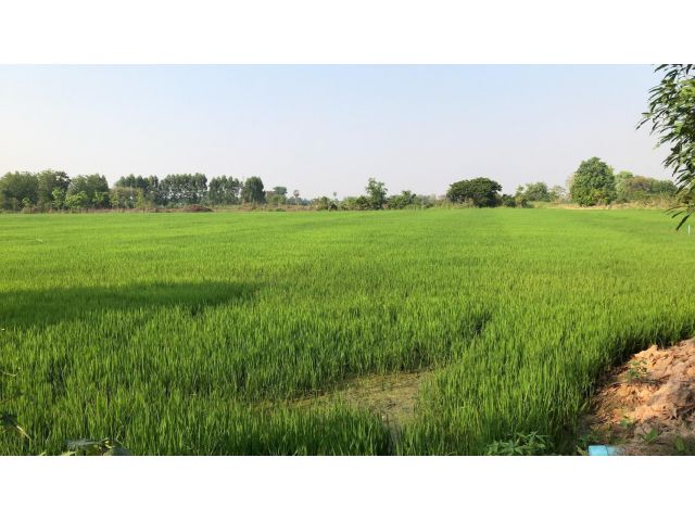 ขายต่ำกว่าราคาประเมินพิเศษเฉพาะเดือนนี้เท่านั้นที่ดินติดถนนคอนกรีต 52 ไร่ อ.เก้าเลี้ยว จ.นครสวรรค์ 3.5 ล้าน ทำเลดีสุดๆ