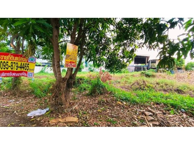 ขายด่วน ที่ดินคลองสอง 301 ตารางวา ติดถนนคอนกรีตสาธารณะ ซอย บงกช 52 อ.คลองหลวง จ,ปทุมธานี #095-879-4465