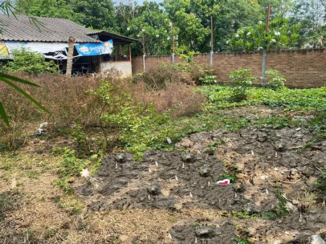 ขายที่ดินหนองผึ้งสารภีห่างแยกกองทรายเพียง 100เมตร