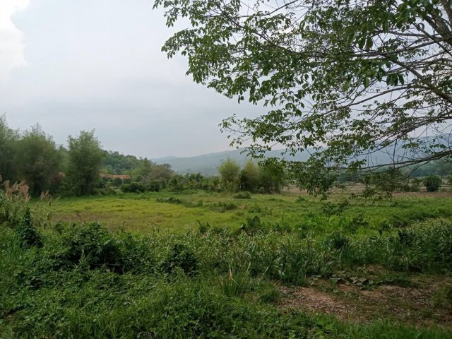 ที่ดินติดเขตเทศบาลภูเรือถูกมากเหมาะกับทำสวนผลไม้  ไฟฟ้าผ่าน 5 ไร่ 11000,000