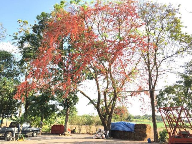 ขายที่ดิน น.ส.3ก. 27 ไร่ 2 งาน 43 ตรว. อ.จอมบึง วิวภูเขา