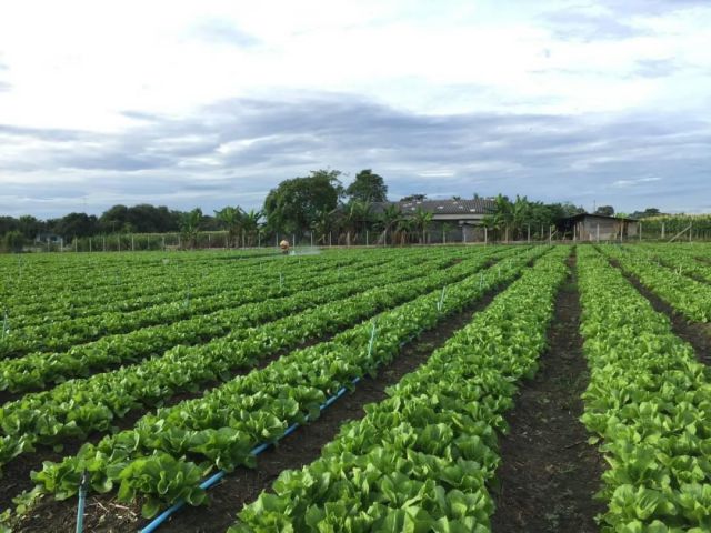 ขายที่ดิน น.ส.3ก. 27 ไร่ 2 งาน 43 ตรว. อ.จอมบึง วิวภูเขา