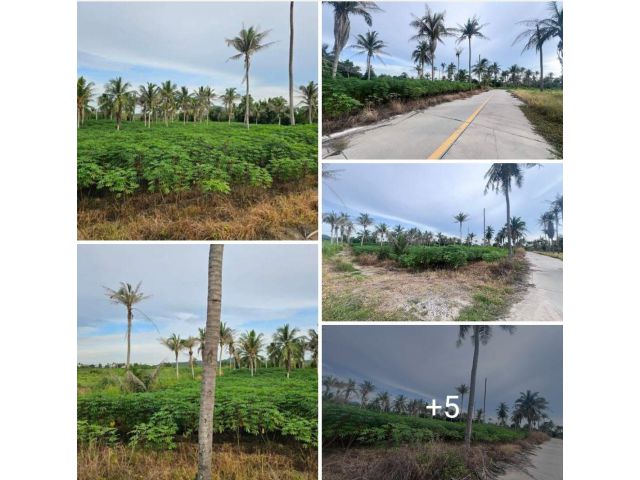 ที่ดินหลังอ่างเก็บน้ำหนองค้อ 5 ไร่ๆ ละ 2  ล้านรวมโอน   ถนนคอนกรีต 6 เมตรเต็ม   ลำลางคู่ ประปาดึงเข้า 500 เมตร