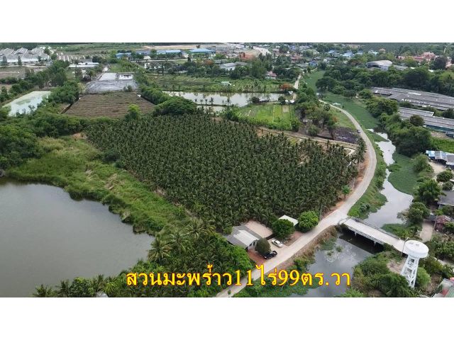 ขายสวนมะพร้าว1ไร่99ตร.วา มะพร้าว4ปีกำลังให้ผลผลิต อยู่หมู่2พิกุลทองใกล้ป้อมตำรวจ