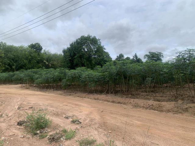 ขายที่ดินพนานิคมบ้านหนองระกำเนื้อที่ 62 ไร่ ใกล้แยกขนำไร่(ถนนเส้น36)-14 กม. อ.นิคมพัฒนา จ.ระยอง