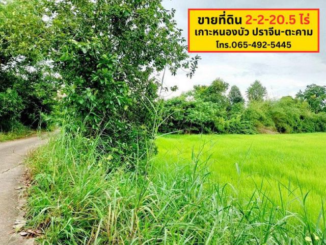 ขายที่ดิน 2 ไร่ 2 งาน 20.5 ไร่ ใกล้ถนนปราจีนตะคาม เพียง 100 เมตร ตำบลในเมือง จังหวัดปราจีนบุรี