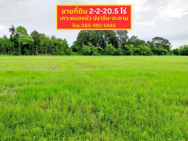 ขายที่ดิน 2 ไร่ 2 งาน 20.5 ไร่ ใกล้ถนนปราจีนตะคาม เพียง 800 เมตร ตำบลโนนห้อม จังหวัดปราจีนบุรี