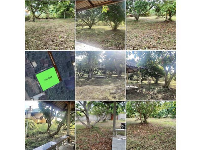 ขายสวนผลไม้ 261 ตร.ว. ใกล้ตลาด, ศาลากลาง, โรงพยาบาลนครพิงค์ แม่ริม เชียงใหม่