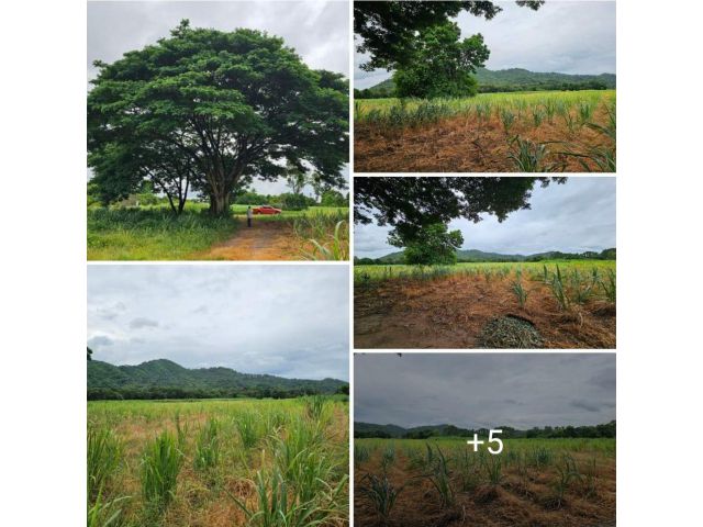 Vายที่ดินตำบลบางพระ อำเภอศรีราชา​ จังหวัดชลบุรี วิวภูเขา vายแบบเร่งด่วน vายแบบไม่สนใจใคร Vายไร่ละ 1.5 ล้านบาทเท่านั้น