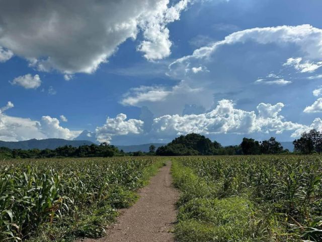 R624-055ขายที่ดิน เขาใหญ่ วิวเขาโฉนดครุฑแดงบ้านเกาะแก้ว ต.หมูสี อ.ปากช่อง วิวเขา เนื้อที่ 25 ไร่ ราคาไร่ละ 2.7ล้าน