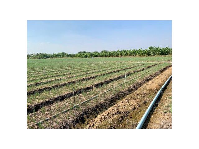 ขายที่ดินทำเลดี10ไร่ ใกล้เทศบาลวังศาลา โฉนดครุฑแดงพร้อมโอน ติดถนนสาธารณะ เข้าออกได้หลายทาง คมนาคมสะดวก