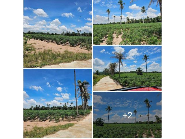 เราvายด่วน​  เราvายไม่สนโลก​ เราจะvายจริงๆ ที่ดินใกล้อ่างเก็บน้ำหนองค้อ​  อ.ศรีราชา​ จ.ชลบุรี ที่ดินติดถนนคอนกรีต​