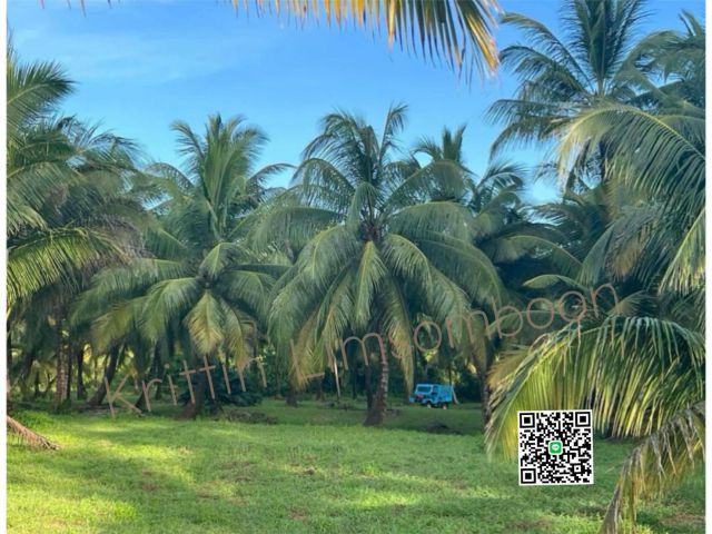 ขายที่ติดชายหาดเกาะพระทองจ.พังงา