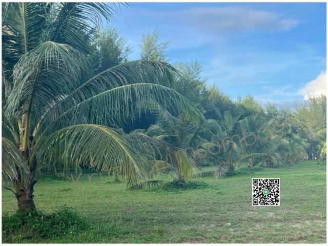 ขายที่ติดชายหาดเกาะพระทองจ.พังงา