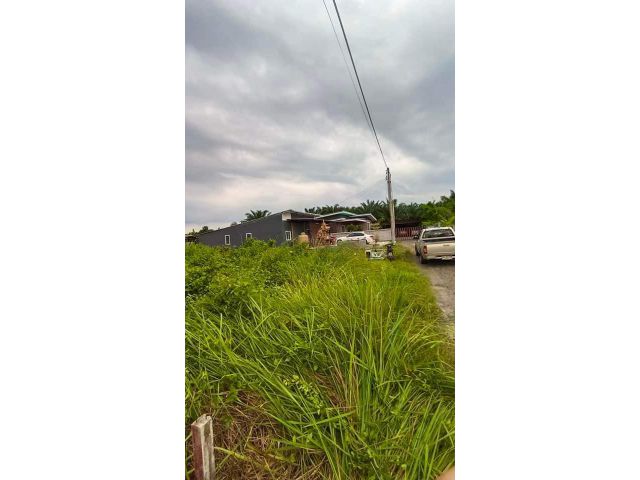 ขายที่ดินเกาะจันทร์ 200 ตรว. ใกล้ถนนลาดยาง200เมตร ใกล้โรงพยาบาลเกาะจันทร์-2กม. จ.ชลบุรี