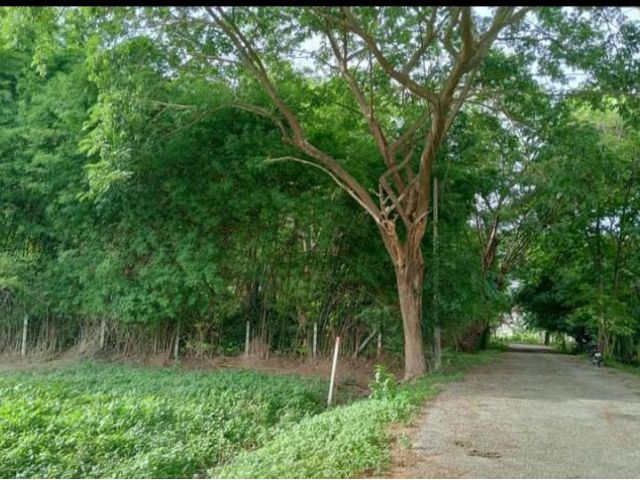 ขายที่ดินในหมู่บ้านวังตาลสันผักหวานหางดงโฉนด