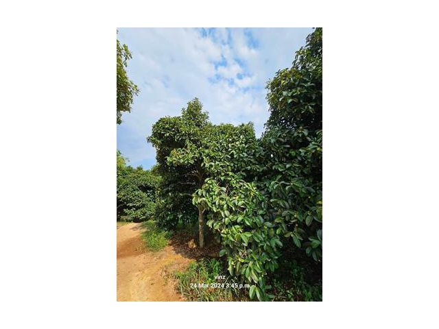 R006 - 310  ขายสวนทุเรียน เขาสมิง ตราด 33 ไร่ โฉนดครุฑแดง 38 ล้าน