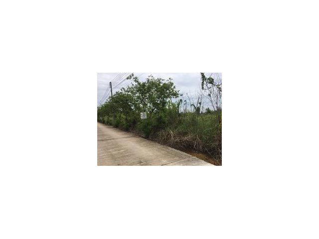 ขายที่ดินเปล่า 90 ตร.ว งิ้วราย ซ.2 อ.นครชัยศรี จ.นครปฐม รีบขายด่วน