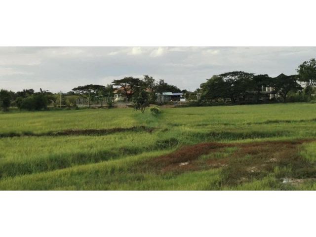 ขายที่ดินสวยมาก พื้นที่ 9 ไร่ อยู่เขตเทศบาล อ.โนนสูง จ.นครราชสีมา