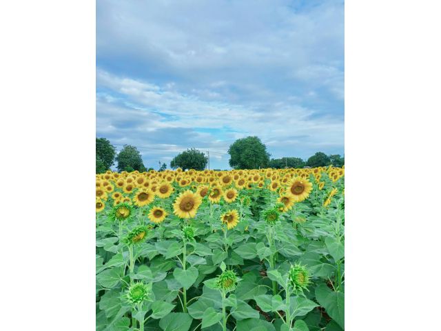 >>ขายที่ดินเปล่าวิวภูเขาพร้อมบ้าน แปลงติดถนนขึ้นสำนักสงฆ์ถ้ำเขาเขียว ต.หินซ้อน อ.แก่งคอย จ.สระบุรี 24 ไร่เศษเจ้าของขายเอง