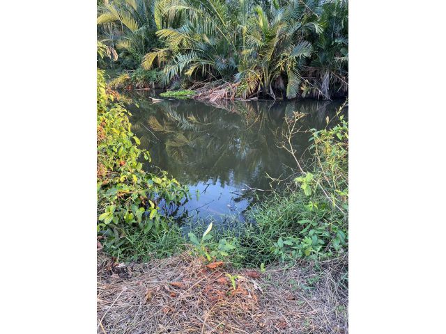 ขายที่ดินโฉนดครุฑแดง(น.ส.4 จ.) จำนวน 1 แปลง ตั้งอยู่ที่บ้านท่าพลับ ต.ควนขนุน อ.ควนขนุน จ.พัทลุง