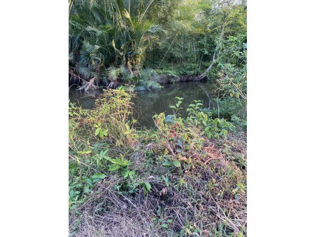 ขายที่ดินโฉนดครุฑแดง(น.ส.4 จ.) จำนวน 1 แปลง ตั้งอยู่ที่บ้านท่าพลับ ต.ควนขนุน อ.ควนขนุน จ.พัทลุง