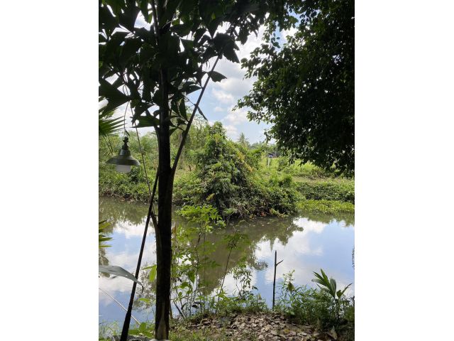 ขายที่ดินโฉนดครุฑแดง(น.ส.4 จ.) จำนวน 1 แปลง ตั้งอยู่ที่บ้านท่าพลับ ต.ควนขนุน อ.ควนขนุน จ.พัทลุง