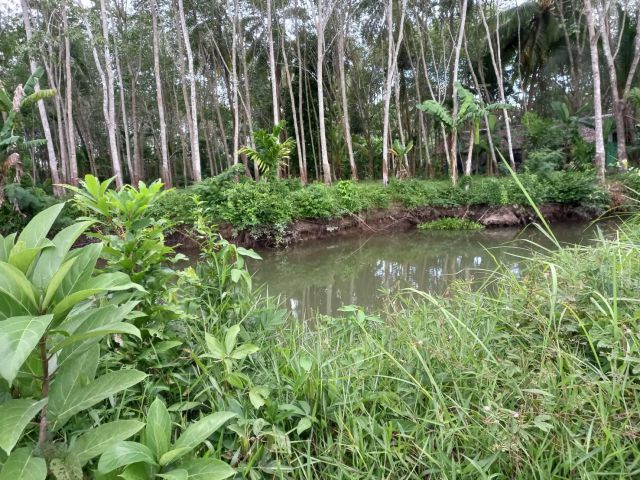 ขายที่ดินโฉนดครุฑแดง(น.ส.4 จ.) จำนวน 1 แปลง ตั้งอยู่ที่บ้านท่าพลับ ต.ควนขนุน อ.ควนขนุน จ.พัทลุง