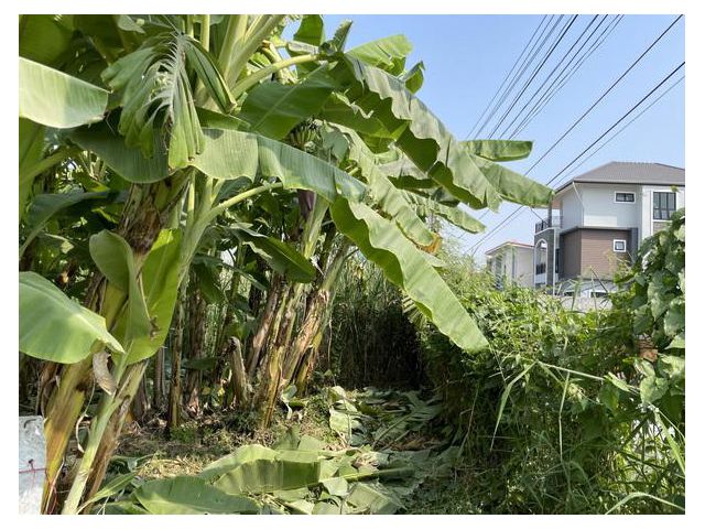 ขายที่ดินเปล่าเหมาะกับการลงทุน พัฒนาชนบท 3 พื้นที่ 52 ตร.ว.