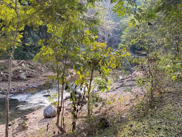ขายที่ดินตำบลป่าเมี่ยงดอยสะเก็ตติดลำธน้ำโฉนดพร้อมโอน