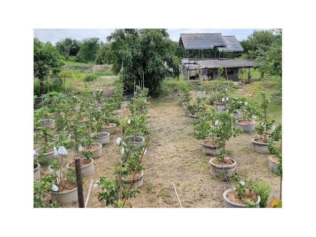 ขายที่ดิน 6 ไร่ ใน สุพรรณบุรี