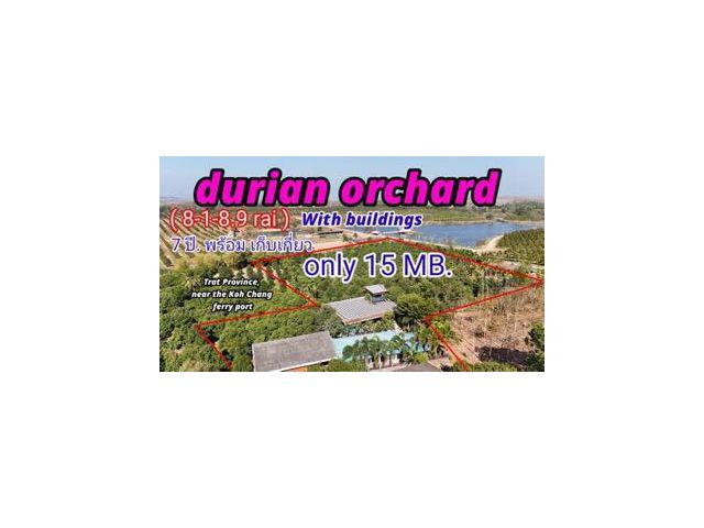 ขายสวนทุเรียนหมอนทองแถม บ้าน  ขนาดใหญ่ (เนื้อที่ 8-1-8.9 ไร่.)ต.เทพนิมิต  อ.เขาสมิง จ.ตราด