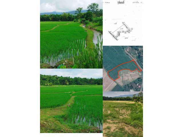 ขายที่นาตำบลสบเปิงแม่แตงใกล้เมืองโฉนดพร้อมโอน