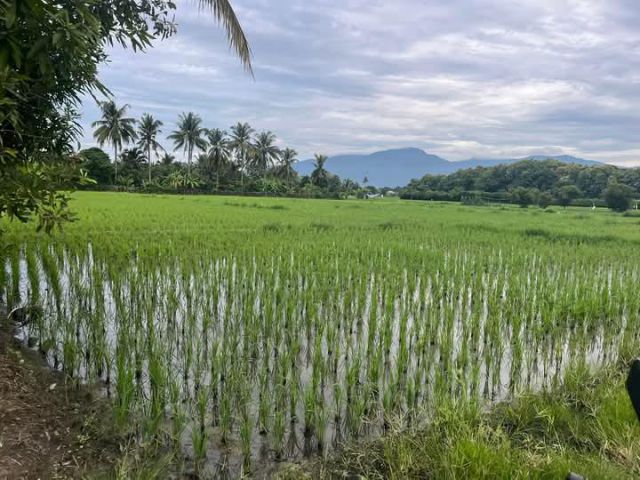 ขายที่นาวิวดอยหนองหารสันทรายมีลำห้วยโฉนดพร้อมโอน