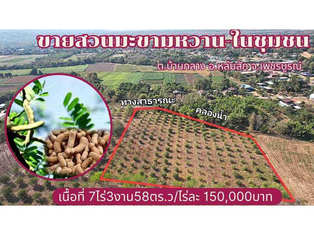 สวนมะขามหวานในชุมชนขนาดใหญ่-ราคาถูก!!Sweet tamarind orchards for sale.