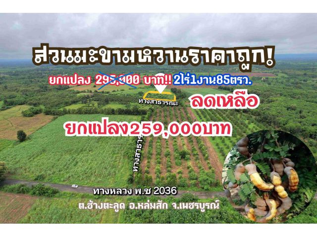 ขายสวนมะขามหวานราคาถูก!ลดเหลือยกแปลง259,000 บาท!โทร.094-2826264