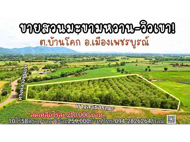 ขายสวนมะขามหวานติดทางหลวง/Sweet tamarind orchards for sale at Phetchabun Thailand.