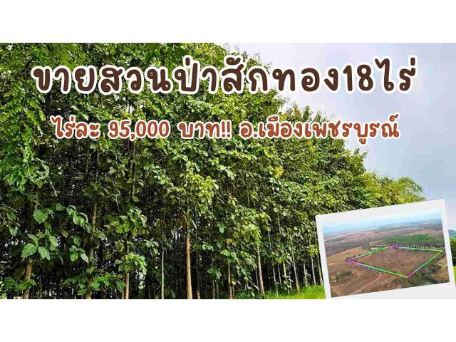 ที่ดินสวนป่าสักอายุ14ปีในเขตอำเภอเมืองเพชรบูรณ์