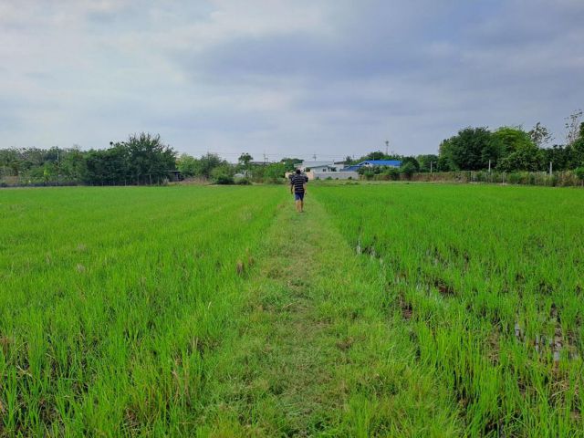 ขายที่ สค.1 อยู่ ม.3 ต.หนองบัว เนื้อที่ 4 – 2 – 36 ไร่ วิวทุ่งนา สวย เงียบสงบ