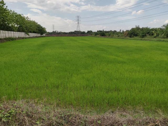 ที่ดินสร้างบ้าน/คฤหาสน์ เนื้อที่ 6-1-61 ไร่ ย่านพุทธมณฑลสาย3 ทวีวัฒนา