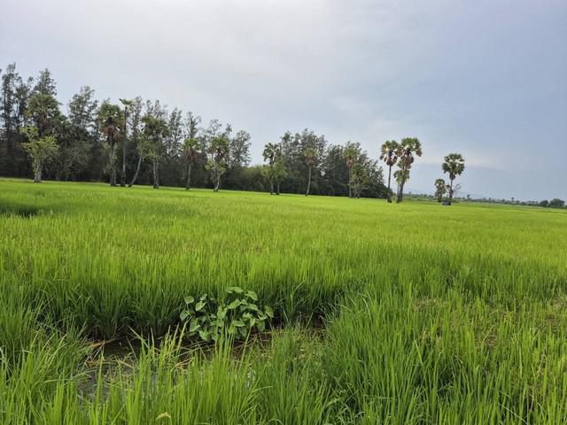 ขายที่ดินเปล่า 32-1-56 ไร่ เมืองเพชรบุรี