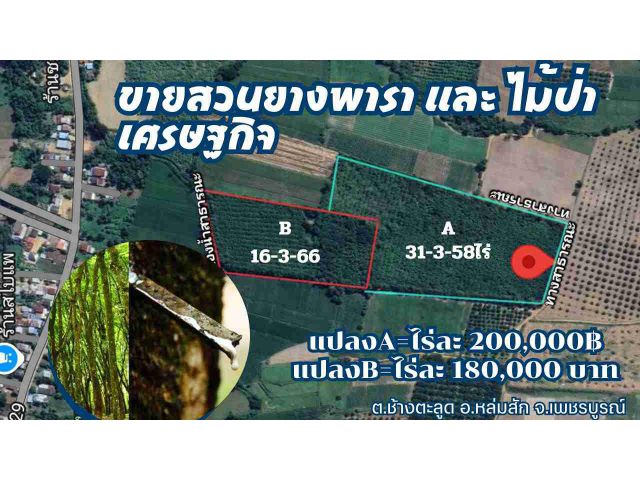 สวนยางพาราและไม้ป่าเศรษฐกิจ 2 แปลงใกล้ชุมชน/Rubber plantation land for sale