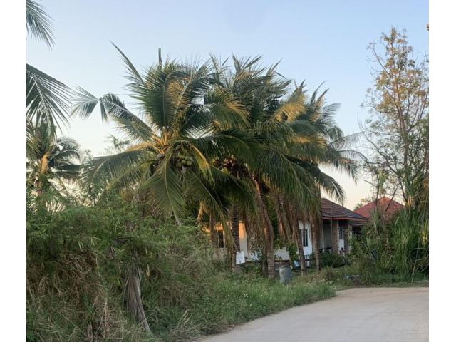 ขายที่ดินตำบลสันผักหวานหางดงถนนกว้างพร้อมโอน