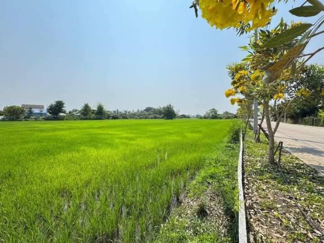 ขายที่นาติดถนนตำบลสันผักหวานหางดงทำเลดีแบ่งขายราคาดี