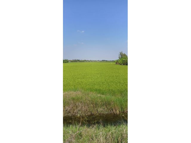 ขายที่ดินเปล่าราคาถูก 1-1-78 ไร่ ซ.วัดลาดปลาดุก ใกล้วัดเสนีวงศ์ คลองสอง ตำบลทวีวัฒนา อำเภอไทรน้อย นนทบุรี 11150