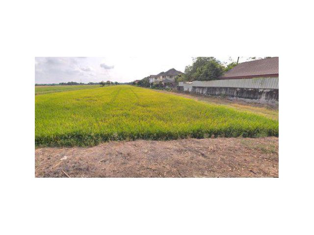 ขายที่ดิน 4 ไร่ คลองห้า ใกล้สนามกอล์ฟอัลไพน์ อ.คลองหลวง จ.ปทุมธานี