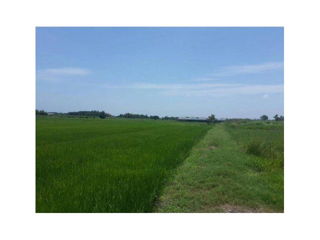 ขายที่ดิน 6 ไร่ ถนนเลียบวารี ซอย59 เขตหนองจอก กรุงเทพฯ